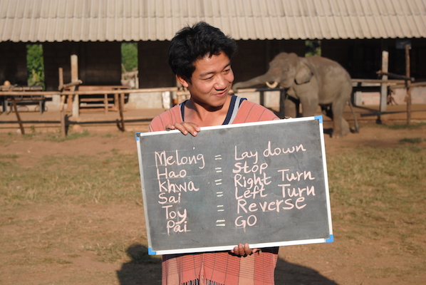 Reisetips om elefantridning i Thailand.