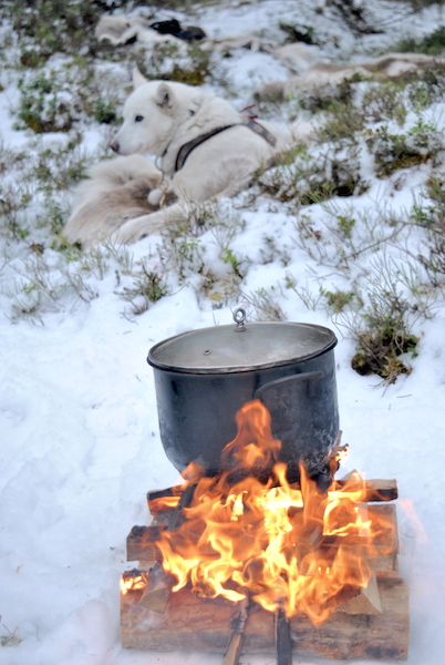 hundekjøring med hundespann på beitostølen10